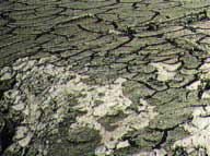 secheressefissure.jpg